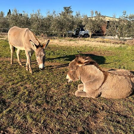 Agriturismo Il Puntoncino Marsiliana Dış mekan fotoğraf