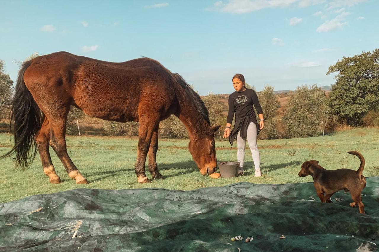 Agriturismo Il Puntoncino Marsiliana Dış mekan fotoğraf