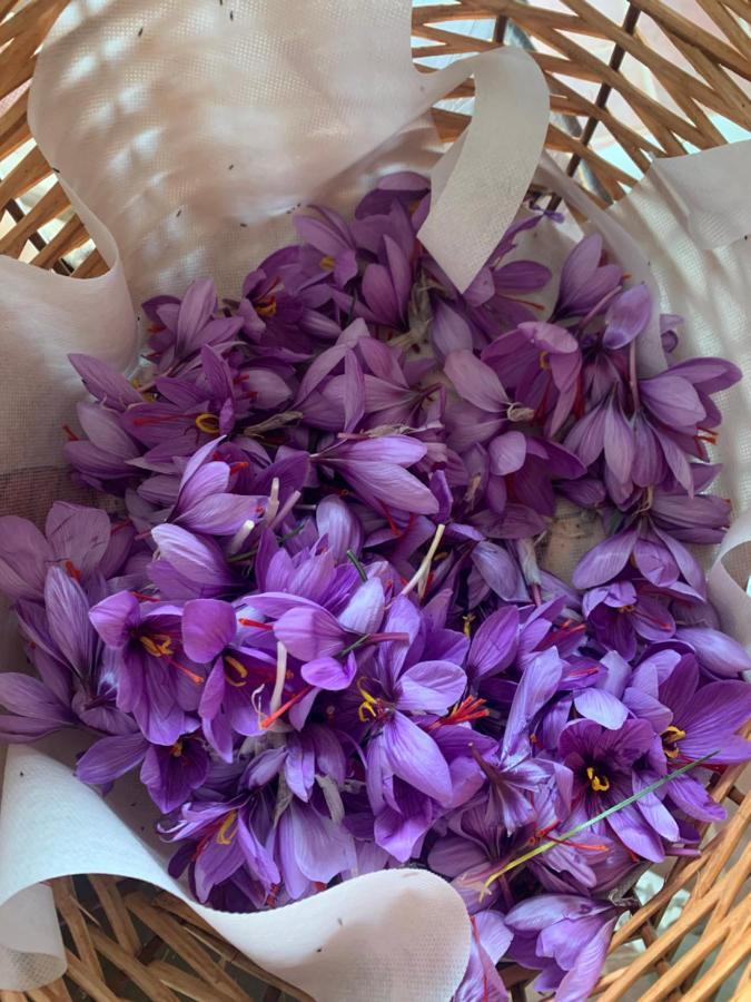 Agriturismo Il Puntoncino Marsiliana Dış mekan fotoğraf