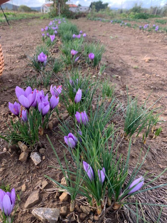 Agriturismo Il Puntoncino Marsiliana Dış mekan fotoğraf