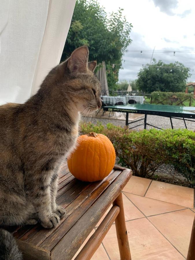 Agriturismo Il Puntoncino Marsiliana Dış mekan fotoğraf