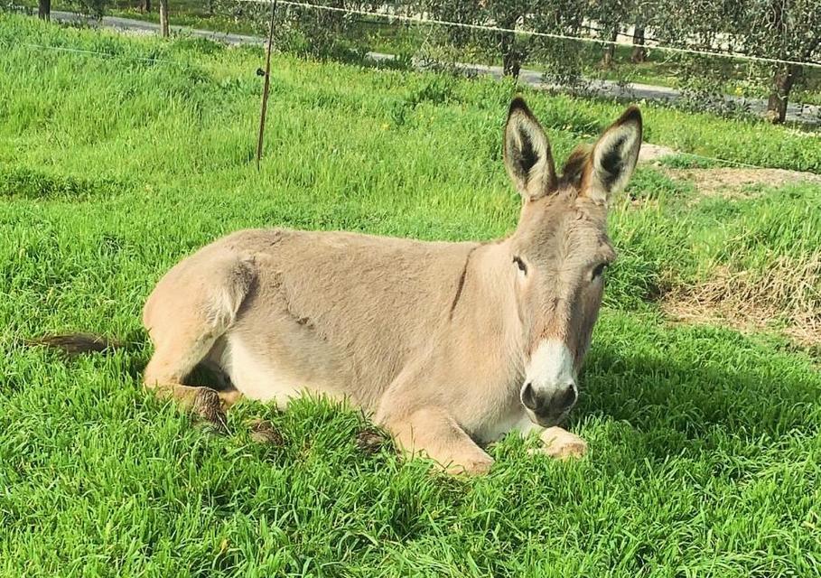 Agriturismo Il Puntoncino Marsiliana Dış mekan fotoğraf