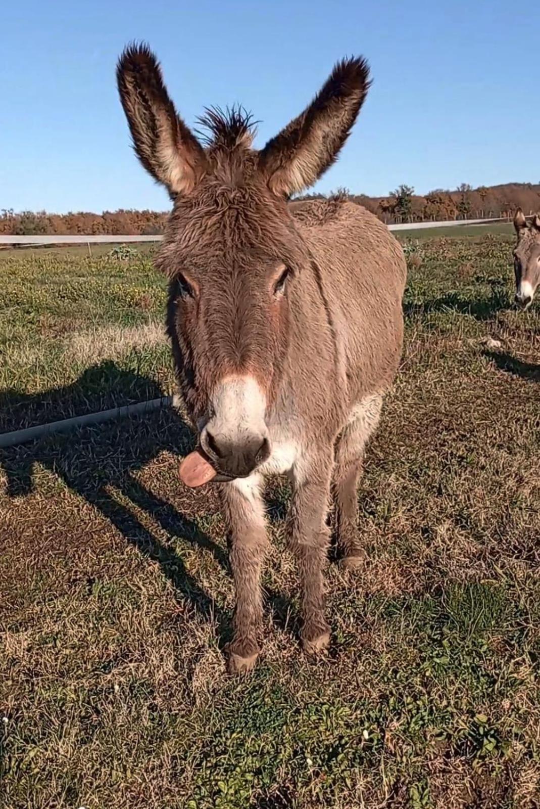 Agriturismo Il Puntoncino Marsiliana Dış mekan fotoğraf
