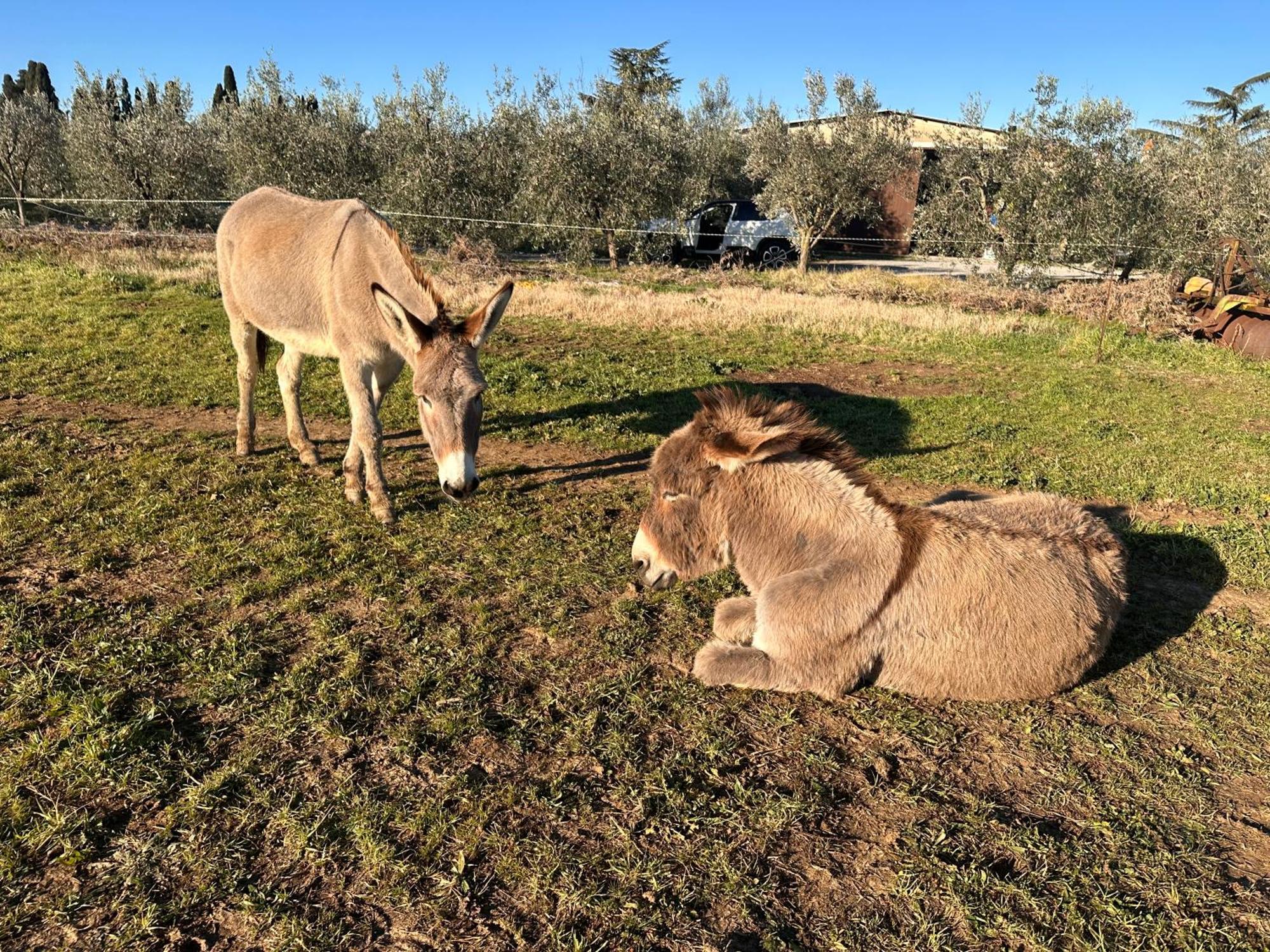 Agriturismo Il Puntoncino Marsiliana Dış mekan fotoğraf